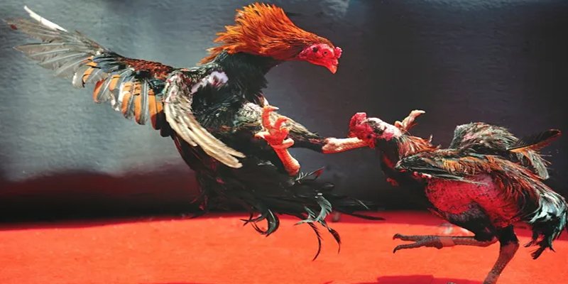 sin 88 bắn cá h5 chơi ngay