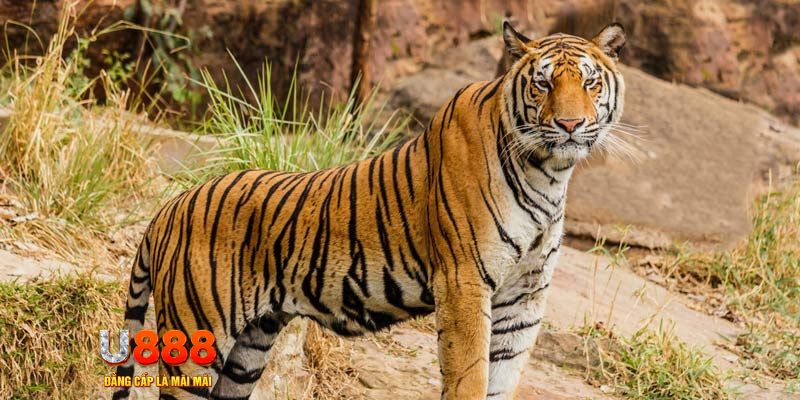 sin 88 game nổ hủ máy bay