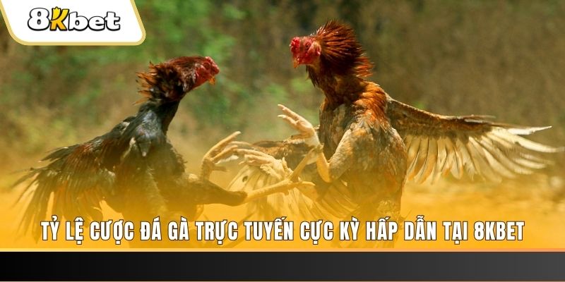 sin 88 c1 gà chọi